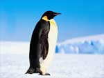 Penguin presentation photo