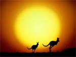 Kangaroos in Australia presentation photo